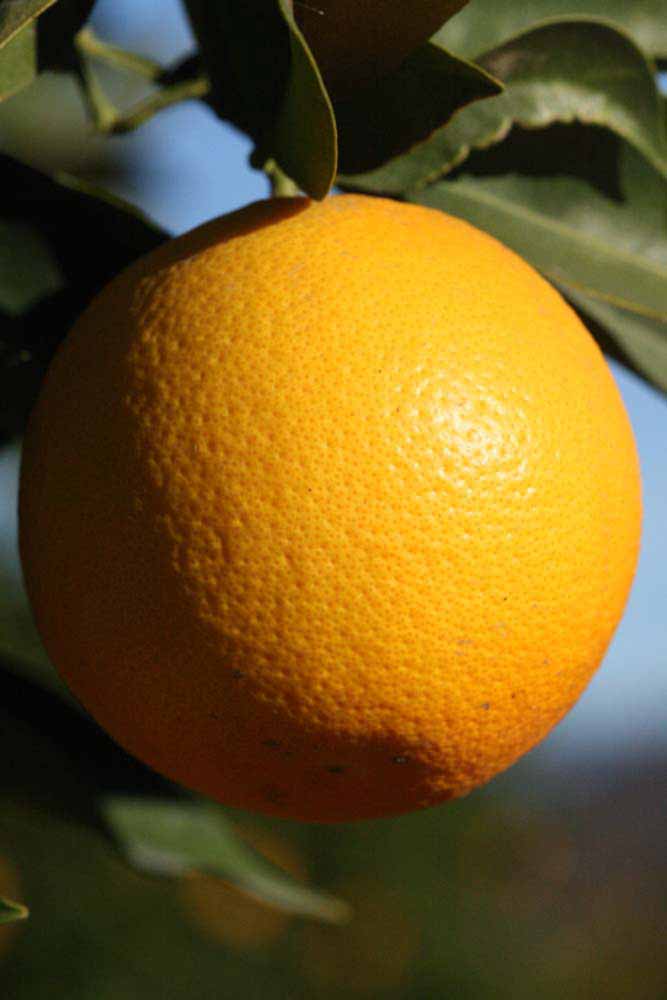              Fruit (Riverside, CA)       